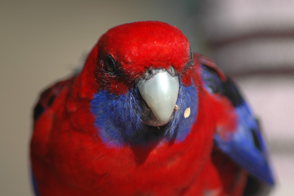 Crimson Rosella